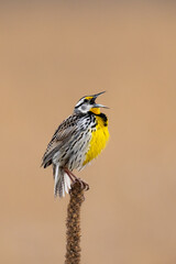 Eastern Meadowlark