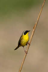 Common Yellowthroat