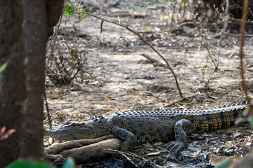 Saltwater crocodile, Corroboree Billabong