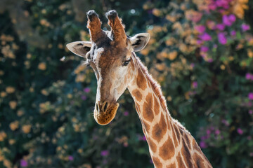 Angolan Giraffe With Floral Bokeh At Lisbon Zoo - 241C6183