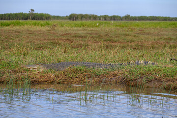 Saltwater crocodile, Corroboree Billabong