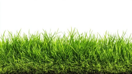 Obraz premium Fresh blades of vibrant green grass sway softly in the breeze glowing under sunlight.