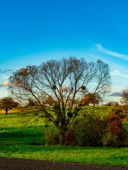 Fototapeta premium Baum mit Misteln im Herbst