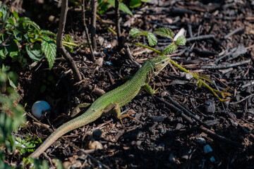 A small green lizard in the area that was affected by the fire...