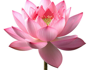 Single Pink Lotus Flower, Front View, Detailed Petals, Isolated on Transparent Backgr