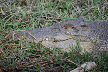 Saltwater crocodile, Corroboree Billabong