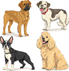 Set of Different Dog Breeds – Realistic Pet Animal Vector Illustration