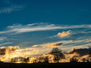 Baum im Herbst bei Sonnenuntergang