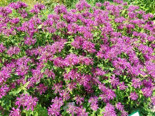 Monarda is genus of flowering plants in mint family. Monarda are used in beds and borders to attract hummingbirds, pollinating insects and insects that control garden pests. Bright pink purple flowers