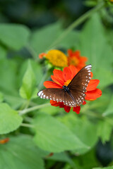 Brown butterfly sitting on red flower among green leaves in sunny garden, symbolizing harmony with nature and peaceful beauty concept