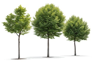 Obraz premium Three Deciduous Trees with Green Canopies on White Background
