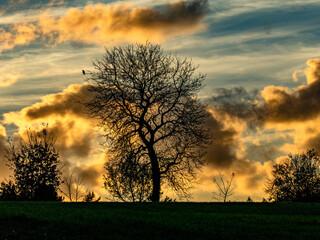 Naklejka premium Baum im Herbst bei Sonnenuntergang