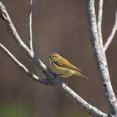 a small yellow bird is standing on a branch
