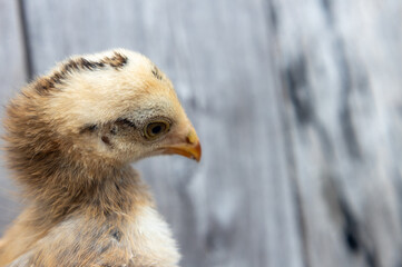 Shy Baby chicken portrait.
