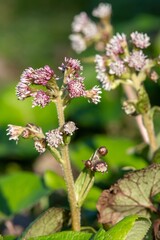 Winter heliotrope (petasites pyrenaicus) flowers in bloom