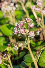 Winter heliotrope (petasites pyrenaicus) flowers in bloom