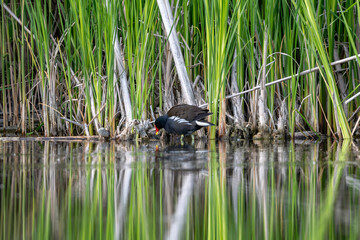 Male Eurasian Moorhen Currently Active