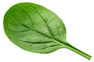 Spinach isolated, full depth of field