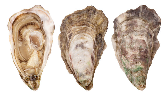Oyster isolated on white background, full depth of field