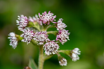 Winter heliotrope (petasites pyrenaicus) flowers in bloom