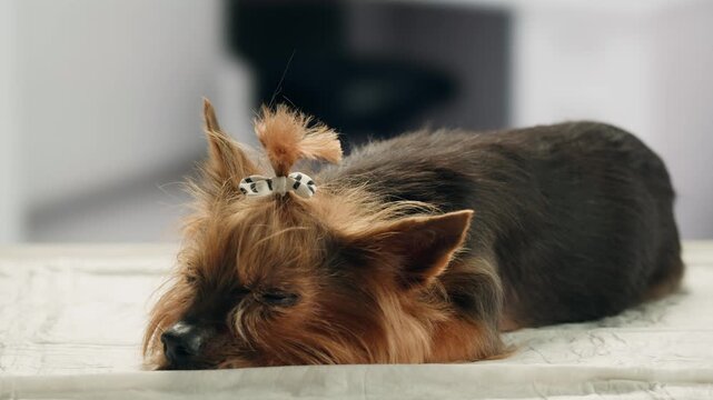 Yorkshire terrier at grooming salon, woman grrom small cute dog, happy animal life.