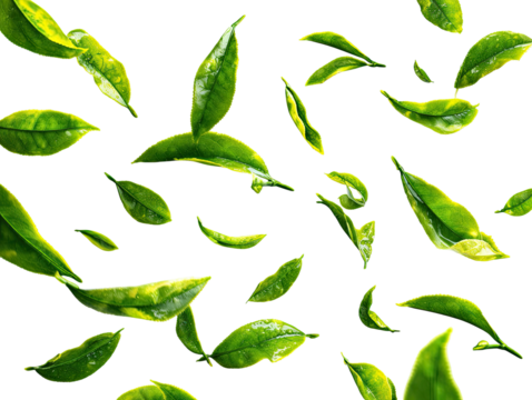 Fresh tea leaves, vibrant green, scattered pattern
