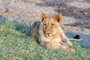 lioness resting in chobe national park, botsuana