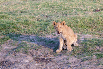 lioness in the chobe national park, botsuana