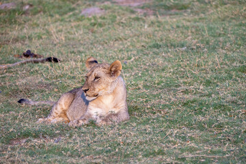 lioness resting in chobe national park, botsuana