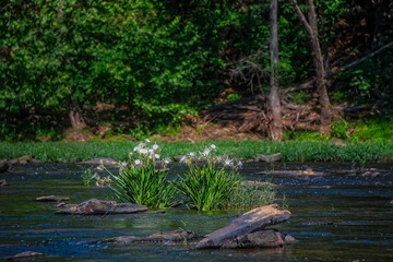 Cahaba River has beautiful stands of Cahaba lilies amid gently flowing water.