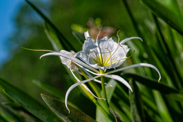 Cahaba Lilly blooms under a clear blue sky alongside vibrant green foliage in a peaceful setting