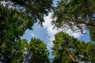 looking up through trees to the sky