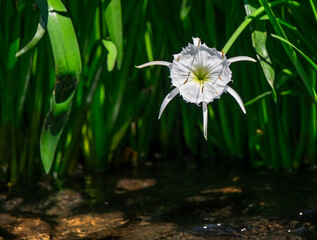 Cahaba lily blooms gracefully in the Cahaba River with deep shadows and green background