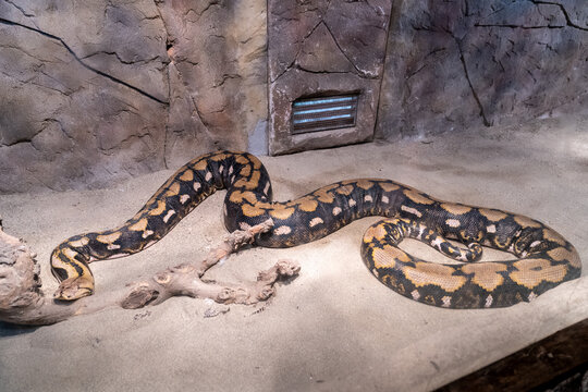 A python snake with black, brown, and golden yellow patterns on its skin. Izmir Wildlife Park Zoo
