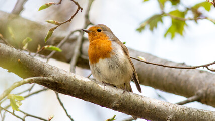 robin on a branch