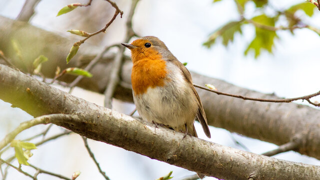 robin on a branch