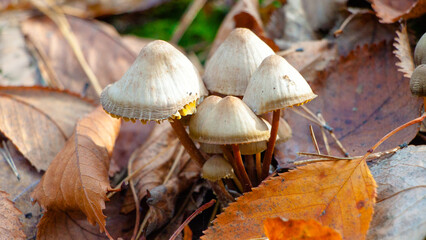mushroom in the forest