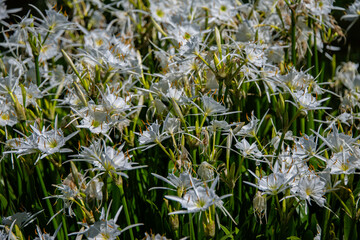Cahaba lilies bloom beautifully along the Cahaba River in Alabama during peak flowering season