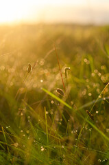 Cattails in a field