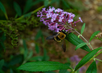 Close-up of a bee collecting nectar from a vibrant purple flower in a lush garden setting
