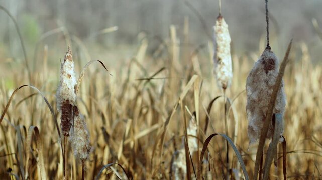 Exploring a serene marshland with tall grasses and soft cattails during a peaceful afternoon