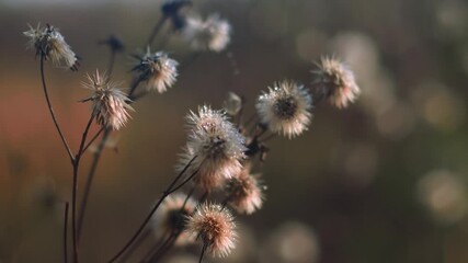 Beautiful wildflowers glisten with morning dew in an open field during sunrise
