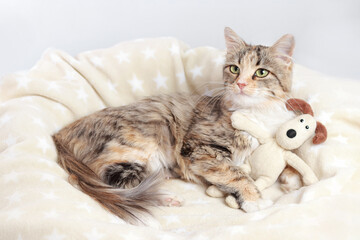 Cozy domestic tabby cat with green eyes cuddling a plush toy on a star-pattern blanket, soft natural light, high-resolution pet portrait, lifestyle, home comfort.