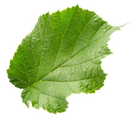 Hazelnut leaves isolated on white background