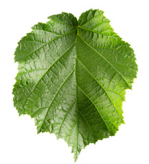 Fototapeta premium Hazelnut leaves isolated on white background