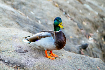Close-up of a male mallard duck.