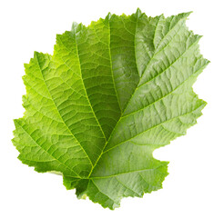 Fototapeta premium Hazelnut leaves isolated on white background