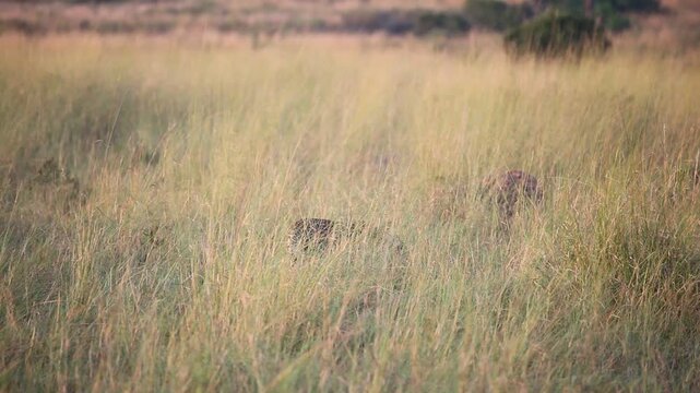 Leopard hunting in the grass of Africa