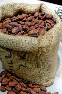 Paris, France, Europe. Display of raw imported cocoa beans