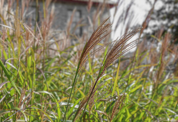 Zebra grasses growing in outdoor garden area, macro, closeup, nobody